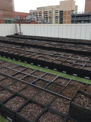 Healthy Food Grown High Above the Hub: New Rooftop Farm Helps BMC Go Even Greener