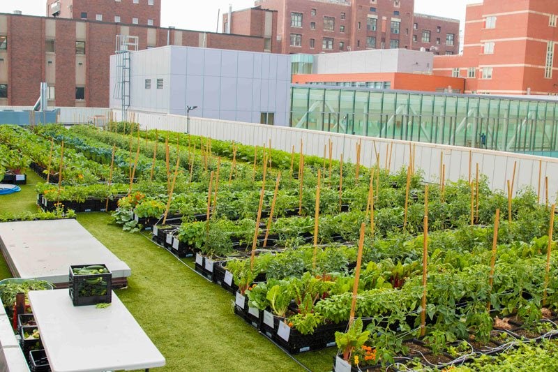 BMC Rooftop Farm