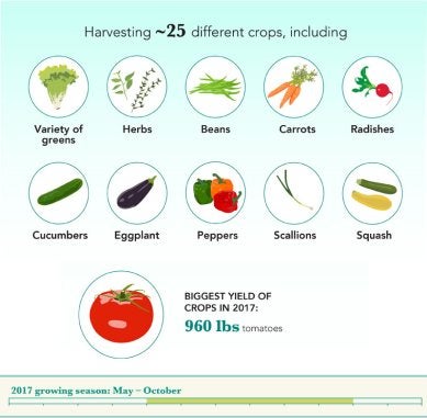 Cosecha de alrededor de 25 cultivos diferentes que incluyen verduras, hierbas, frijoles, zanahorias, rábanos, pepinos, berenjenas, pimientos, cebolletas, calabazas y 960 libras de tomates.