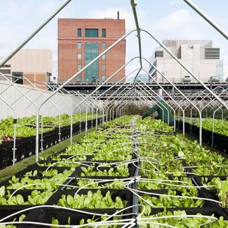 ¿No eres fanático de la comida de hospital? Los hospitales están trabajando para cambiar eso al cultivar sus propios productos