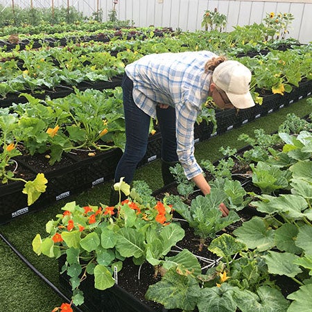 Rooftop Farm