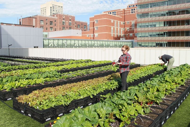 Employees working on the Rooftop Farm