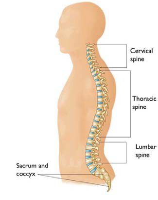 Anatomía de la columna vertebral