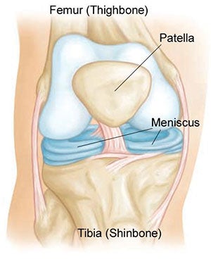 Anatomía de la rodilla
