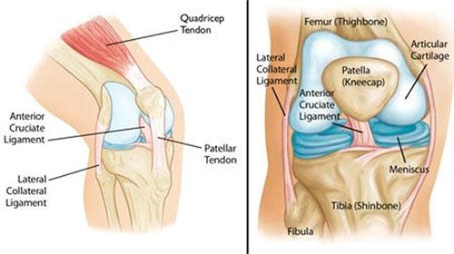 Knee Anatomy