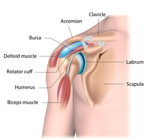 shoulder diagram orthopedic surgery