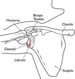 Shoulder Anatomy