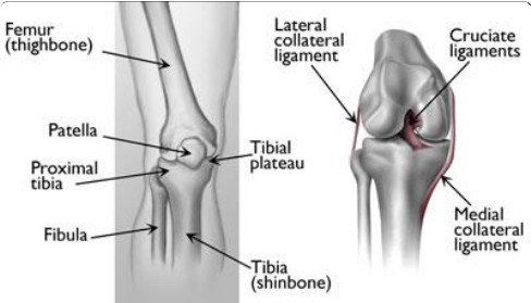 Upper Shinbone Anantomy