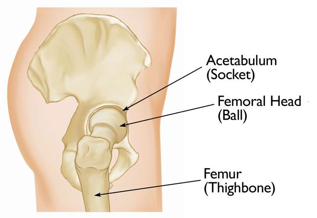 Acetabulum Anatomy