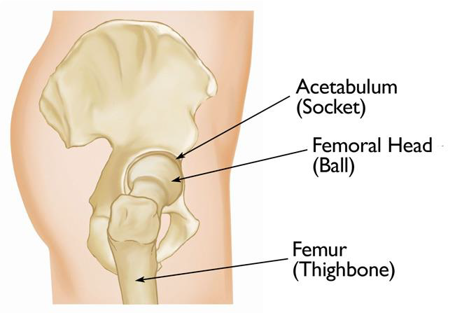 Anatomía del acetábulo