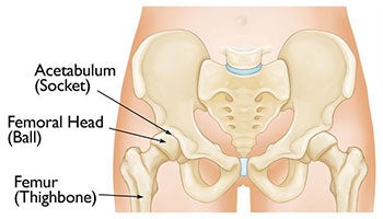 Acetabulum Anatomy