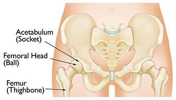 Anatomy of human pelvic bone. | Throw Pillow