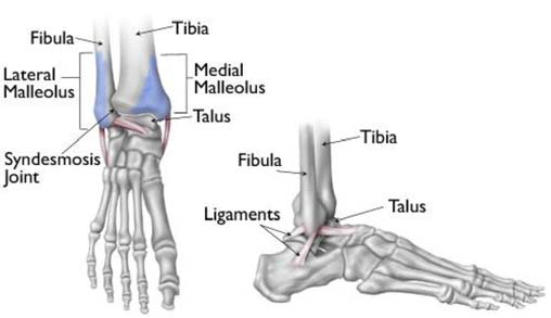 Ankle joint - complex anatomy keeps us on the move