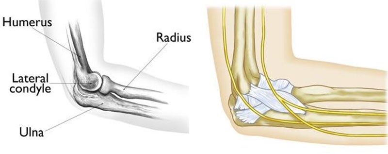 Elbow Anatomy