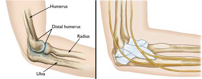 Elbow Anatomy