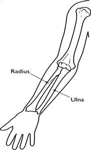 Forearm Anatomy