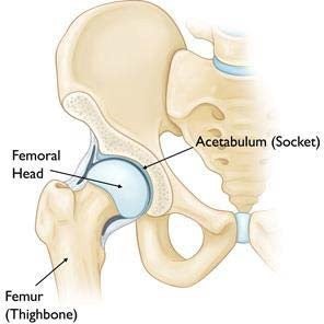 Anatomía de la cadera