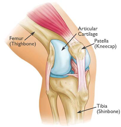 Anatomía de la rótula