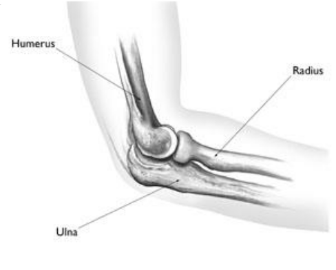 Elbow Anatomy