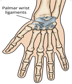 Ligamentos de muñeca