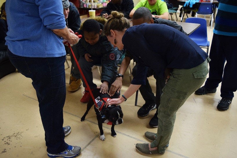 Interacting with therapy dogs.