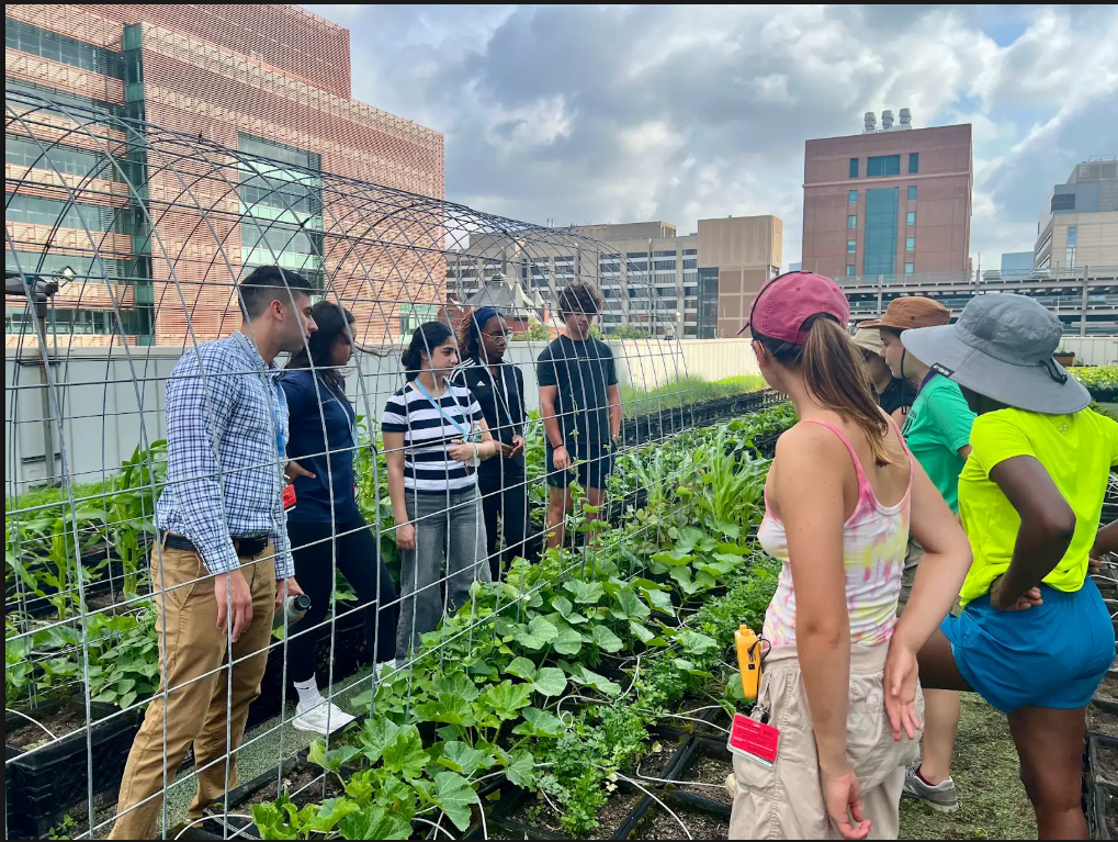 Volunteers on rooftop farm with green plants