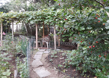 Photo of Roslyn’s garden, a peaceful, green setting with a vegetable patch on the left and a stone path leading to white lawn chairs grouped under a fruiting vine arbor