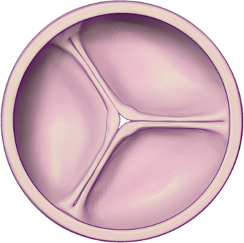 Aortic Valve - Healthy: Closed