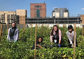 volunteers on the rooftop garden